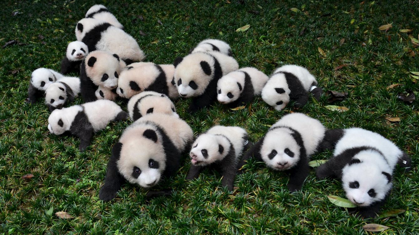Resultat d'imatges de osos panda
